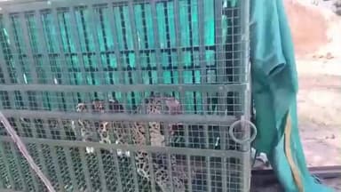 ગણદેવી: ગણદેવીના હવાડા ફળીયામાં દીપડો પાંજરે પુરાયો, માનવ-વન્યજીવ સંઘર્ષ ટળ્યો