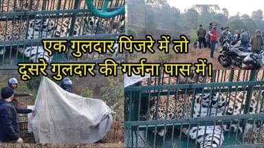 आखिर पिंजरे में हुआ कैद गुलदार।कई मवेशियों का शिकार करने के बाद।