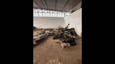 ग्वालियर गिर्द: लाल टिपारा गौशाला में 15 गायों की मौत, सरकारी डॉक्टर ने किया खुलासा, हर साल होते हैं करोड़ों रुपये खर्च