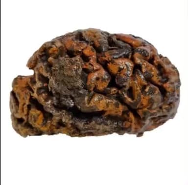 ये पत्थर नहीं 12
हजार साल पुराना दिमाग है...
ऑक्सफोर्ड यूनिवर्सिटी के एलेक्जेंड्रा मॉर्टन-हेवर्ड के नेतृत्व में वैज्ञानिकों ने 4,400 से अधिक इंसानी ब्रेन की पहचान की है। इनमें