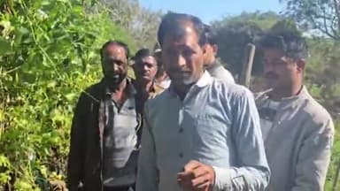 जैसीनगर: ग्राम सेवन में गांजे की अवैध खेती का भंडाफोड़, पुलिस ने 63 पौधे जब्त किए, डेढ़ साल से चल रहा था नशा