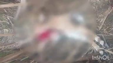 चांदपुर: चांदपुर तहसील के गांव झीरन में गुलदार ने नीलगाय के बच्चे का किया शिकार, मौके पर पहुंची वन विभाग की टीम