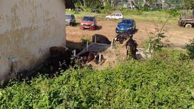 ವಿರಾಜಪೇಟೆ: ಕೇರಳಕ್ಕೆ ಅಕ್ರಮ ಗೋ ಸಾಗಾಟಕ್ಕೆ ಯತ್ನ ಮಾಕುಟ್ಟದಲ್ಲಿ ಇಬ್ಬರ ಬಂಧನ