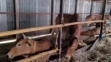 তুফানগঞ্জ ২: আলুর বস্তার আড়ালে গরু পাচারের চেষ্টা বানচাল করললো বক্সিরহাট থানার পুলিশ, জোড়াইমোর নাকা পয়েন্টে উদ্ধার ২০টি গরু, ধৃত ৩