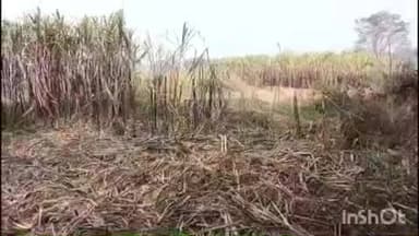 ଚମ୍ପୁଆ: ମଂଗଳପୁର ଗାଁ ରେ ଆଖୁ ବଗିଚା ଉଜାଡିଲେ ତେର ଦଳିଆ ହାତୀ ପଲ