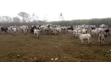 बिसवां: रेउसा के रंडा कोंडर क्षेत्र में छुट्टा जानवरों से त्रस्त किसान, भीषण ठंड में रातभर खेतों की कर रहे रखवाली
#Jansamasya