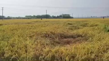 வத்திராயிருப்பு: வத்திராயிருப்பு பகுதியில் நெல் கொள்முதல் நிலையத்தை உடனடியாக திறக்க கோரி விவசாயிகள் கோரிக்கை