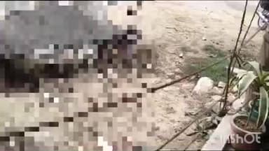 सलोन: सूची चौराहे पर बिजली करंट की चपेट में आया बंदर, हुई दर्दनाक मौत, स्थानीय लोगों ने किया अंतिम संस्कार