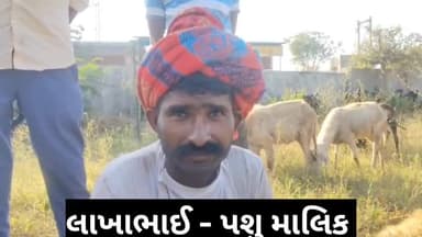 મેઘરજ: મેઘરજના ઇસરી ગામે યુરિયા ખાતર ખાઈ જતા ૧૫ થી વધુ ઘેટા-બકરાના મોત અન્ય પશુ ડોક્ટર દ્વારા અન્ય ઘેટા બકરાને બચાવી લીધા.