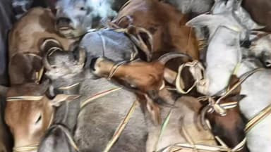 मड़िहान: मड़िहान थाना पुलिस ने गौ तस्करी के मामले में 10 राशि गोवंश और गो तस्करी में प्रयुक्त पिकअप वाहन किया बरामद