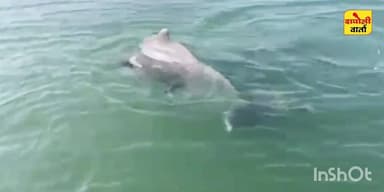 दापोली: आंजर्ले समुद्रात डॉल्फिनचे दर्शन