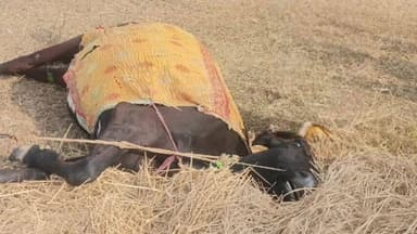 भंडरा: भंडरा थाना क्षेत्र के आकाशी गांव में करंट लगने से दुधारु गाय की मौत, किसान को ₹80 हजार का नुकसान