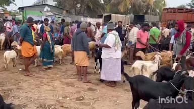 அன்னூர்: ஐயப்பன் கோவில் சீசன் பழனி முருகன் கோவில் சீசன் காரணமாக அன்னூர் ஆட்டுச் சந்தையில் விற்பனை மந்தம்