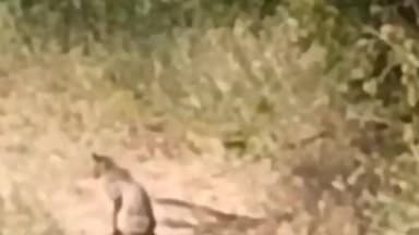 मानवत: कोल्हेवाडी शिवारात बिबट्याचे दर्शन ; बिबट्याचा बंदोबस्त करा नागरिकांची वनविभागास मागणी