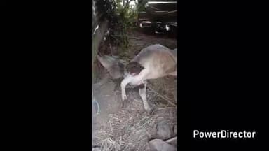 पच्छाद: तेंदुए ने गौशाला में घुसकर दो गायों को बनाया शिकार, पीड़ित ने विभाग से मुआवजे की मांग की