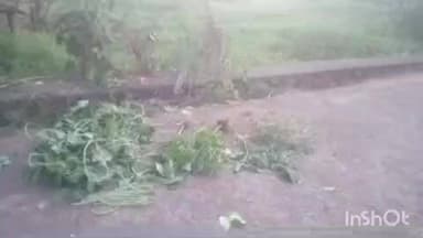 കാർത്തികപ്പള്ളി: വോട്ട് ചെയ്തില്ലെന്നാരോപിച്ച് വീയപുരത്ത് വിള നശിപ്പിച്ചതായി പരാതി