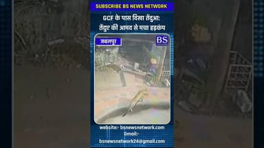 GCF के पास दिखा तेंदुआ: तेंदुए की आमद से मचा हड़कंप #jabalpur #bsnewsnetwork