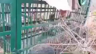 द्वाराहाट: ध्याड़ी में आतंक का पर्याय बना तेंदुआ पिंजरे में हुआ कैद, वन विभाग की दो टीमें क्षेत्र में लगातार कर रही गश्त