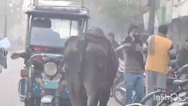 संभल: संभल में सड़कों पर घूम रहे जगह-जगह गोवंशीय पशु जिससे राहगीर और पब्लिक को हो रही परेशानी, प्रशासन ध्यान दे#Jansamasya