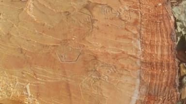 माडा: देवसर: माड़ा रेंज में वर्षों पुराना कैम्हा का पेड़ कटा, वन विभाग की निगरानी पर उठे सवाल