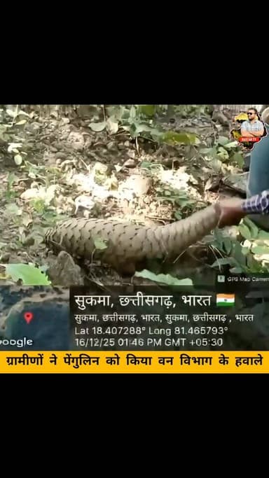 सुकमा में दुर्लभ पेंगुलिन का रेस्क्यू #chhattishgarh #sukma #chhattisgarhnews #bastar #bastartv