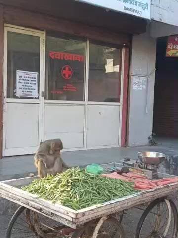 कसरावद: उत्पात मचाता बंदर फिर बना मुसीबत, दुकान से भगाने पर युवक पर किया हमला, हाथ में काटा