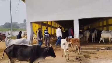 चरखारी: कान्हा गौशाला के नोडल अधिकारी ने किया औचक निरीक्षण, व्यवस्थाओं को देख प्रसन्नता व्यक्त की