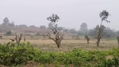 पीरपैंती: पीरपैंती में अडानी पावर प्लांट के लिए बिहार सरकार द्वारा अधिग्रहित भूमि पर पेड़ कटाई का कार्य जारी