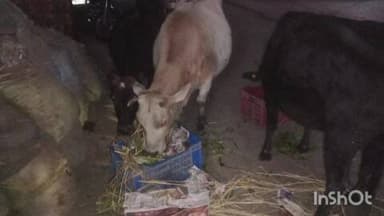 ददाहू: कड़ाके की ठंड में रेणुका जी में गौ माता सड़कों पर सरकार रही नाकाम इनके ऊपर काम करने के लिए