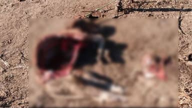 काटोल: झील्पा परिसरात बिबट्याची दहशत ; गोठ्यातील वासराचा पाडला फडशा