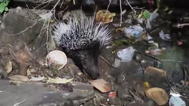 திருவண்ணாமலை: அண்ணாமலையார் காப்புக்காடு பகுதியில் இருந்து உணவுக்காக வெளியே வந்து சுற்றி தெரியும் முள்ளம்பன்றி