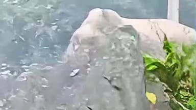 चाकुलिया: नयाग्राम के पास एनएच किनारे हाथी पहुंचने से ग्रामीणों में दहशत