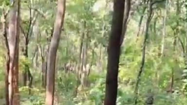 ବାଲିଗୁଡା: ଲଙ୍କାଗଡ ରେ ହାତି ଆତଙ୍କ, ଗ୍ରାମବାସୀ ଭୟଭୀତ