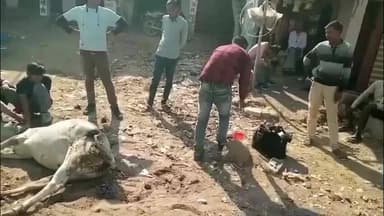 गौरिहार: सरबई क्षेत्र के कई गांवों में चारागाहों पर कब्जा, सड़कों पर भटकते गोवंश, भूख-प्यास से हो रही मौतें