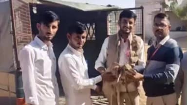 नोखा: केड़ली गांव में आवारा कुत्तों ने हिरण पर किया हमला, ग्रामीणों ने किया रेस्क्यू