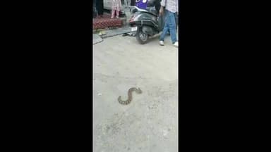 गंगरार: गोपाल नगर गांव में एक मकान से निकला जहरीला सांप, मच गया हड़कंप