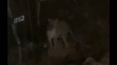 खंडवा: ओंकारेश्वर तीर्थ नगरी में शंकराचार्य स्थल के पास दिखा तेंदुआ