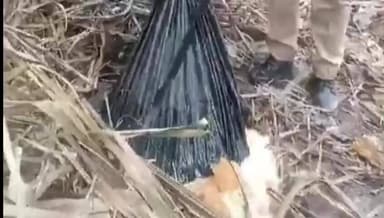 मिलक: मानपुर गांव के जंगल में आबकारी की टीम ने 500 लीटर अवैध शराब का लहान नष्ट किया, शराब बनाने वाले फरार