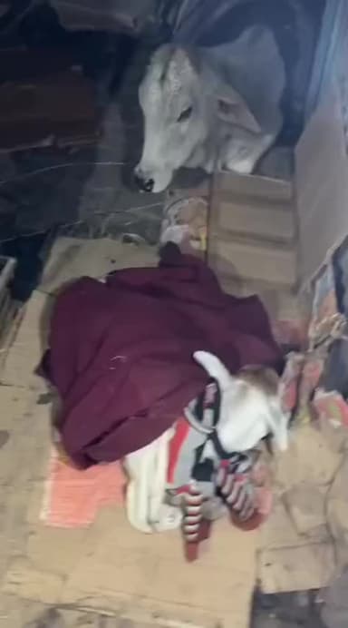 21 दिसंबर, 12:31 बजे काशीराम कॉलोनी में आगजनी। दुकान, बाइक, वैन जलीं। गाय व पशु झुलसे। न्याय की मांग
#YogiAdityanath