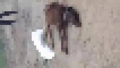 नौगावां सादात: नौगांवा थाना क्षेत्र में किसान के घर में घुसे तेंदुए ने किया बछड़े का शिकार