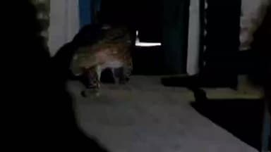 कुरई: करजमारा फतेपुर में रिहायशी इलाके में घुसा तेंदुआ, वन विभाग ने पकड़कर जंगल में छोड़ा