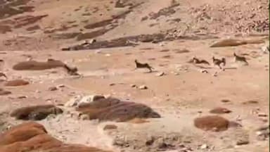 हंगरंग: किन्नौर के ऊँचाई वाले पहाड़ी इलाकों में भागते दिखे जंगली आइबेक्स, पानी की तलाश कर रहे हैं