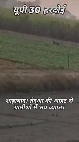 शाहाबाद में आया तेंदुआ नबीपुर