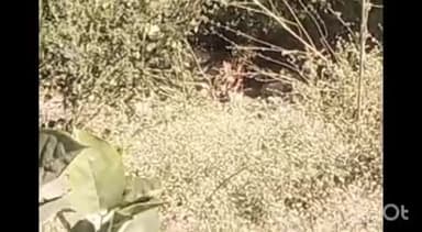 पारशिवनी: कांद्री ला बिबटयाने केली कारवड ची शिकार.बिबट्याचा उच्छादाने ग्रामिण सह कांद्री , कन्हान शहरात भीतीचे सावट.