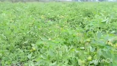 नगर नौसा: प्रधानमंत्री राष्ट्रीय कृषि विकास योजना के तहत कैला पंचायत के किसान कर रहे टमाटर की खेती