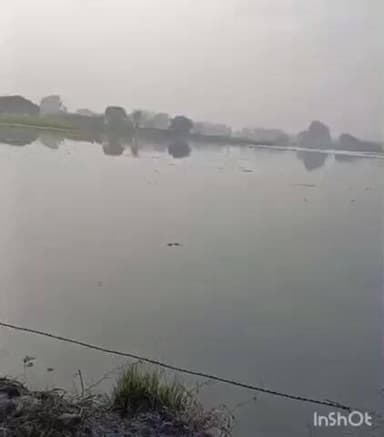 अजीतमल: भदसान माइनर के ओवरफ्लो से शाहपुर बेदी में किसानों की गेहूं व लाही की फसल जलमग्न, बढ़ी चिंता