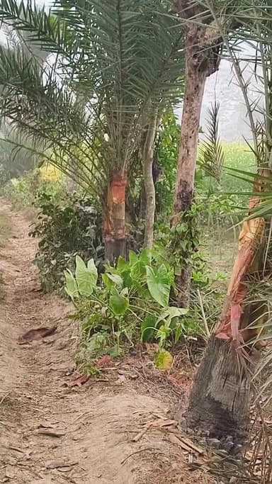 রবিবার কুয়াশাঘন ভরে খেজুরের রসের আসল রহস্য খুঁজতে বেরিয়ে পড়লাম! দেখলাম অনেক কিছু ,ভাবলাম আপনাদের সাথেও কিছুটা শেয়ার...