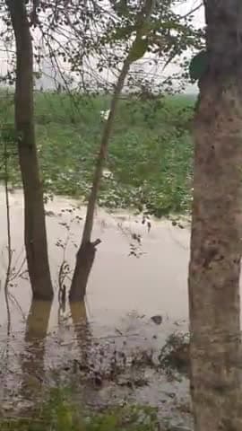 bamba ka Pani kisan ki fasal barbad krta hua