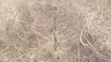 बंगाणा: थानाकलां में निजी जंगल से अज्ञात चोरों ने काटे दो दर्जन खैर के पेड़