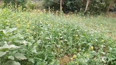 करायपरसुराय: प्रखंड क्षेत्र में कुहासे से खेती-बाड़ी प्रभावित